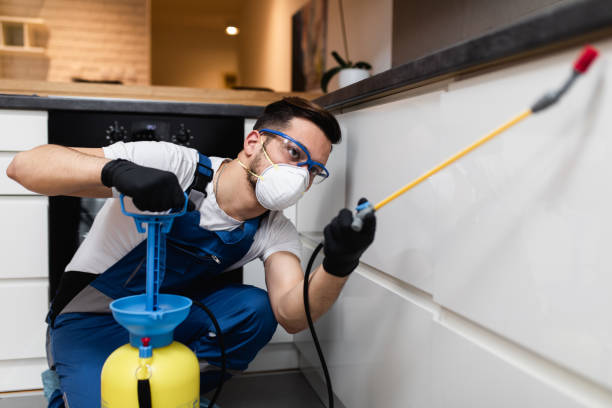 Best Termite Control Services  in Lone Jack, MO