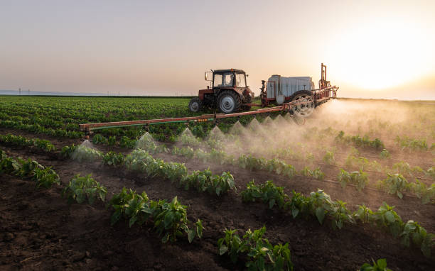 Best Ant Control Services  in Lone Jack, MO