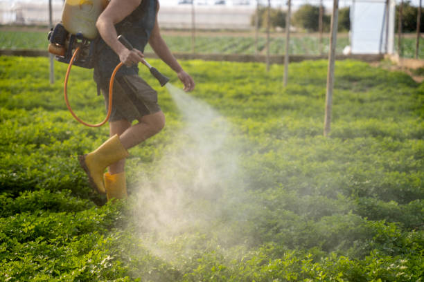 Reliable Lone Jack, MO Pest Control Solutions
