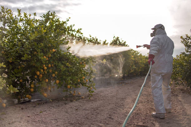 Best Wasp Removal Services  in Lone Jack, MO